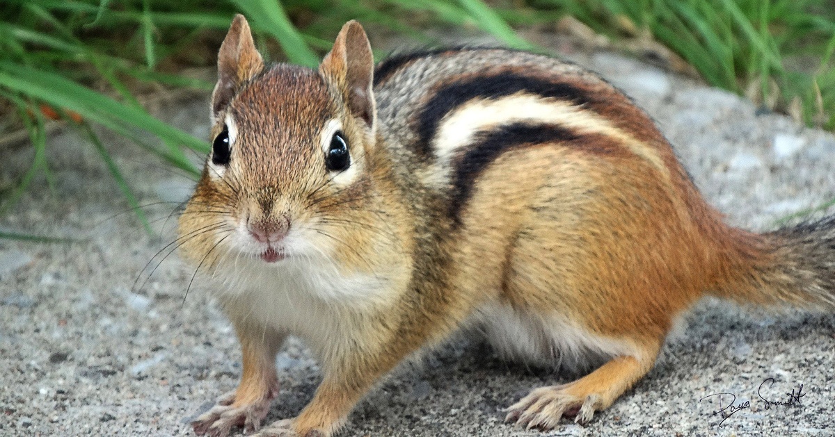 Этот взгляд скрывает характер настоящего лесного бойца.