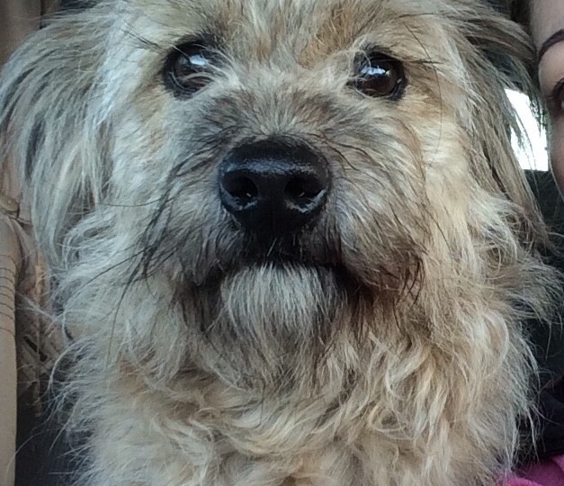 💞🐶🤝 Вместе мы - сила!!!