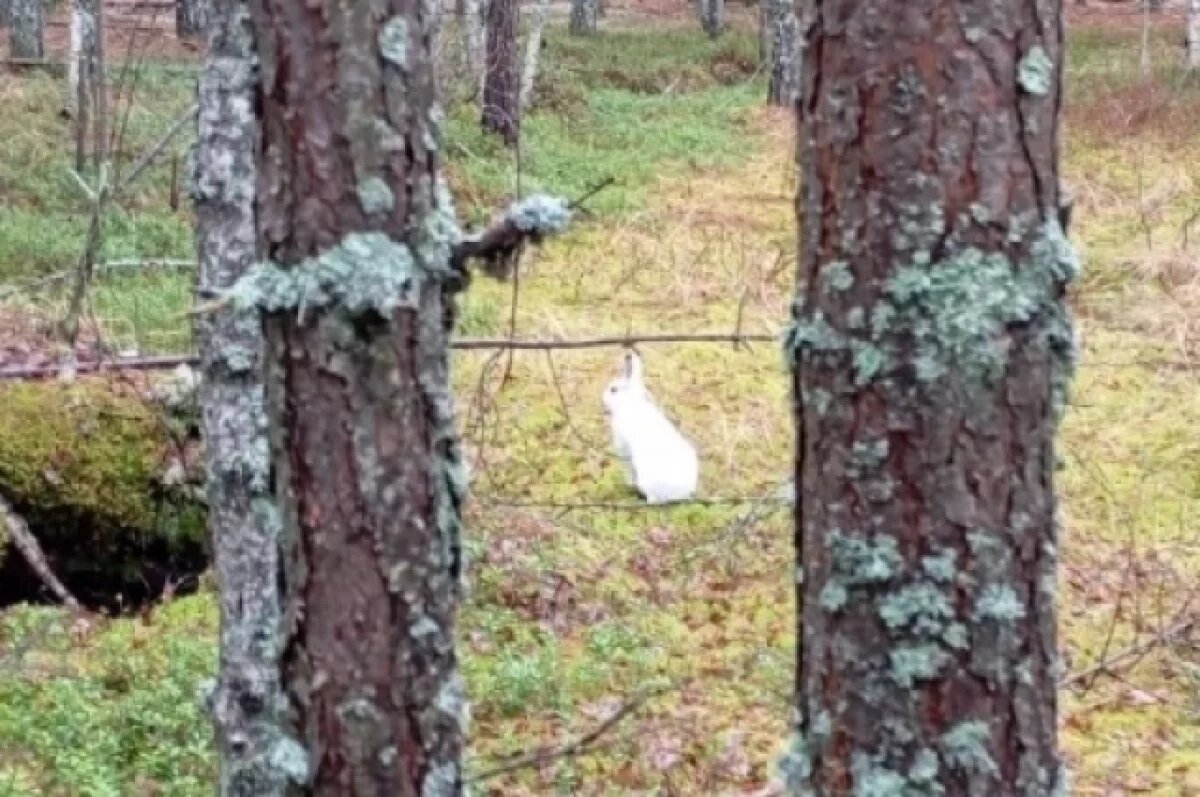    Сменившего окрас зайца-беляка заметили в нижегородском заповеднике