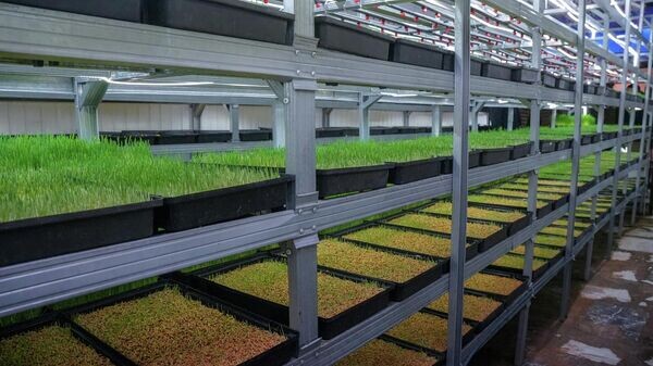    © Foto / Пресс-служба администрации Пенджикента