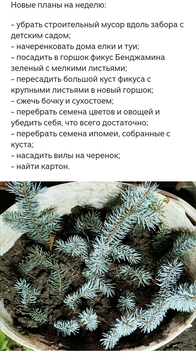 Елочки голубые шикарны 😍