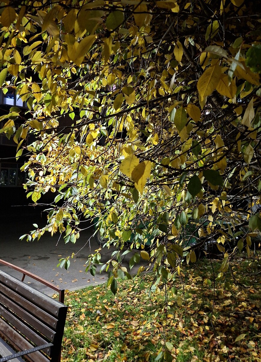 фотография автора