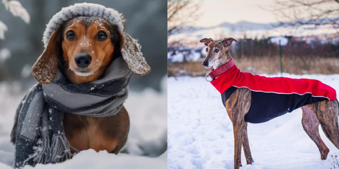 7 пород, которым действительно нужна одежда зимой