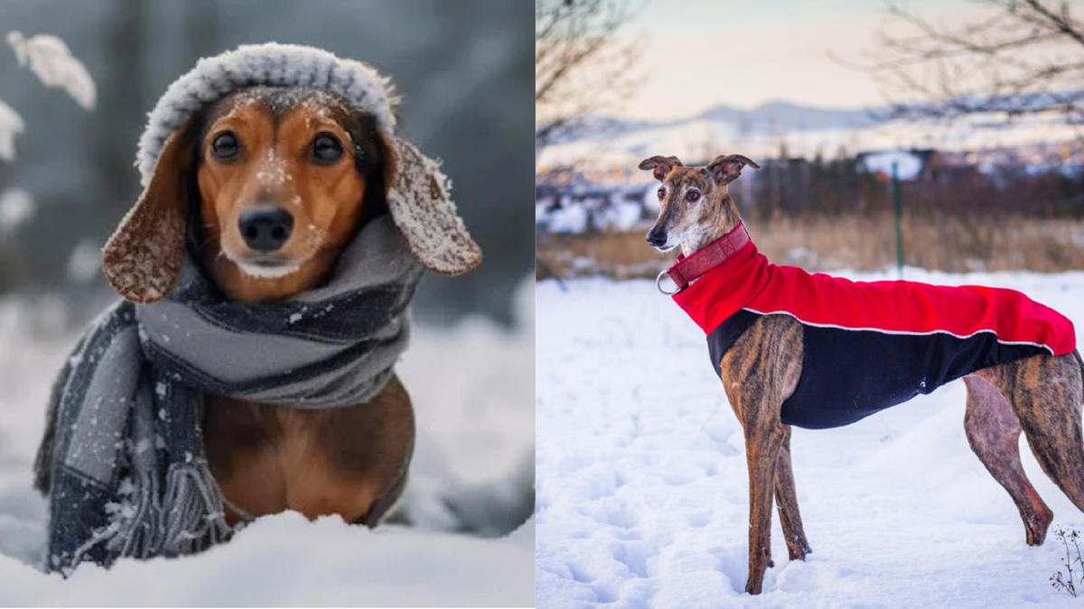 Собаки зимой