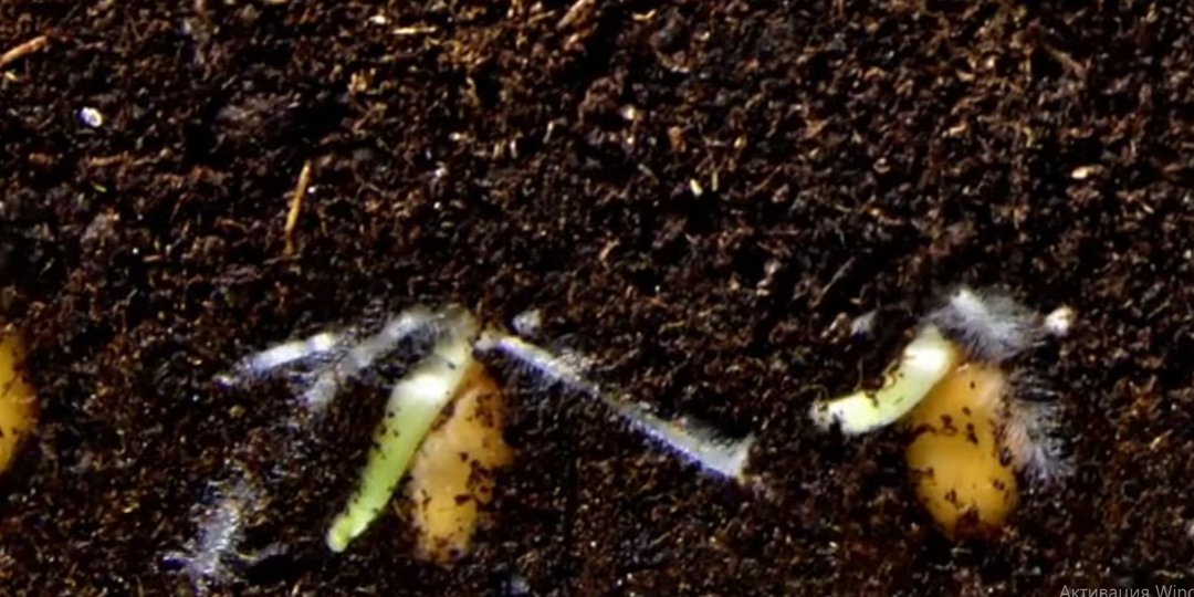 Минеральные vs органические: мы десятки лет спорим не о том.