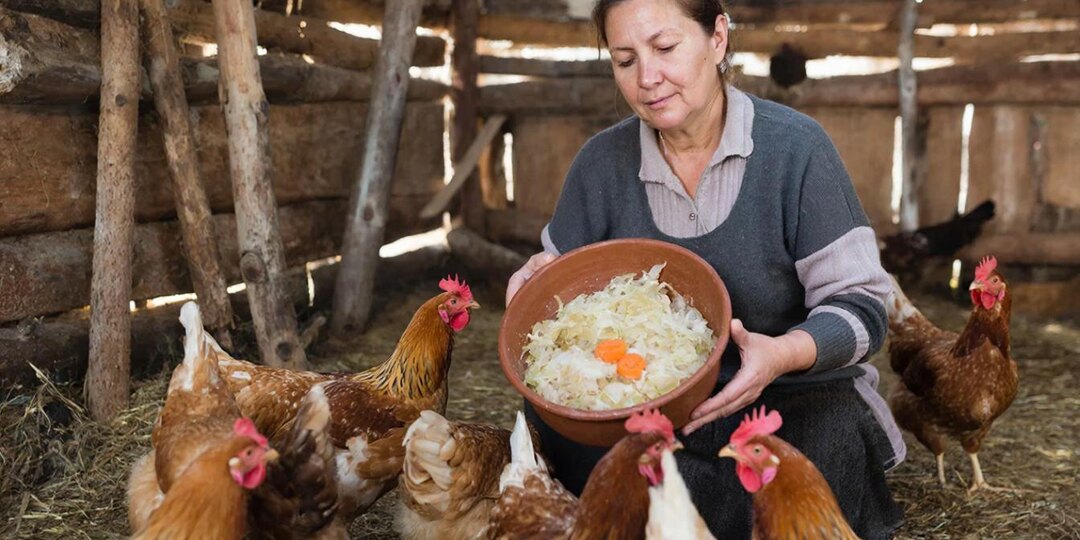 Что будет, если дать курам квашеную капусту вместо зерна? Я проверила — и теперь они не болеют даже в ливень