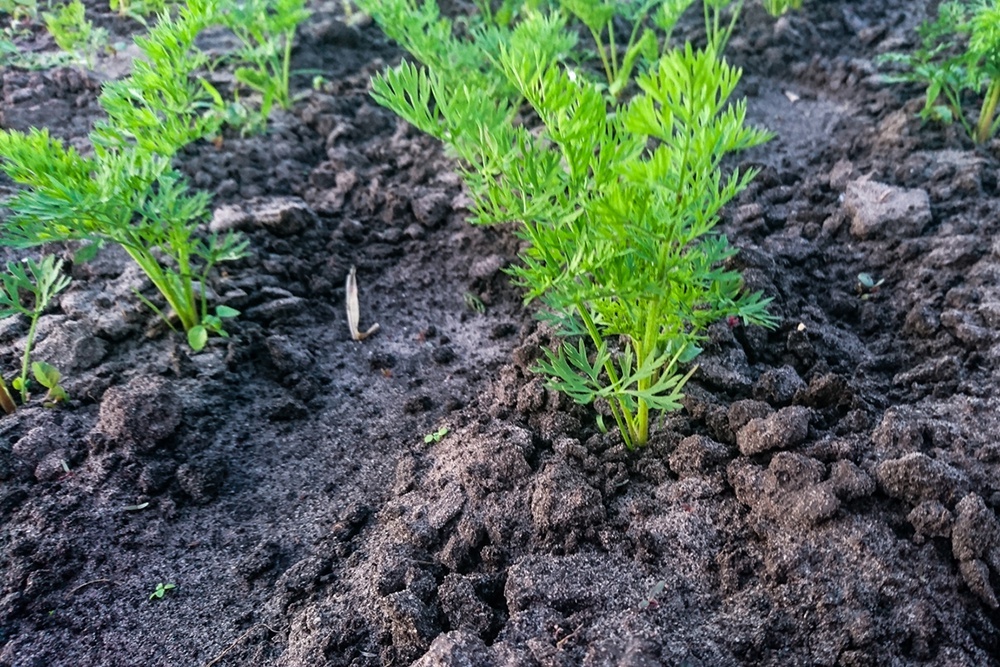    Важно соблюдать сроки посадки, когда установится минусовая температура, но почва не промерзнет полностью. / Фото: iStock