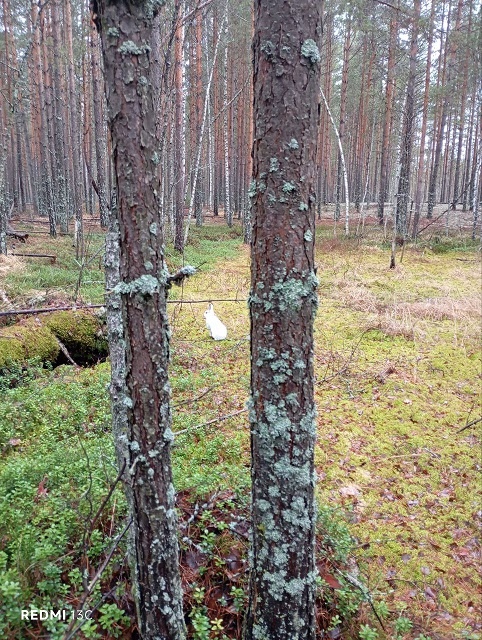 Заяц-беляк в Нижегородском Заволжье, ноябрь 2025 года