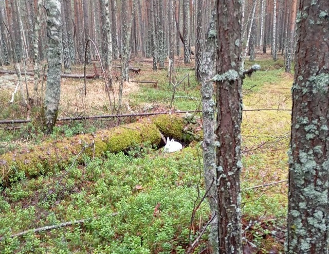 Заяц-беляк в Нижегородском Заволжье, ноябрь 2025 года