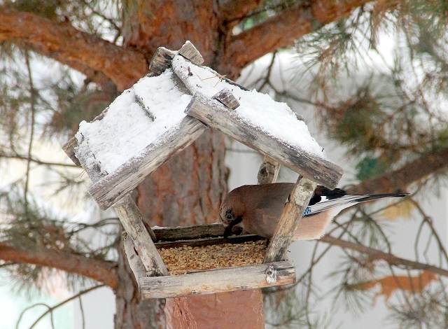 Сойка на кормушке в Керженском заповеднике