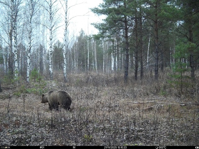 Бурый медведь в Керженском заповеднике