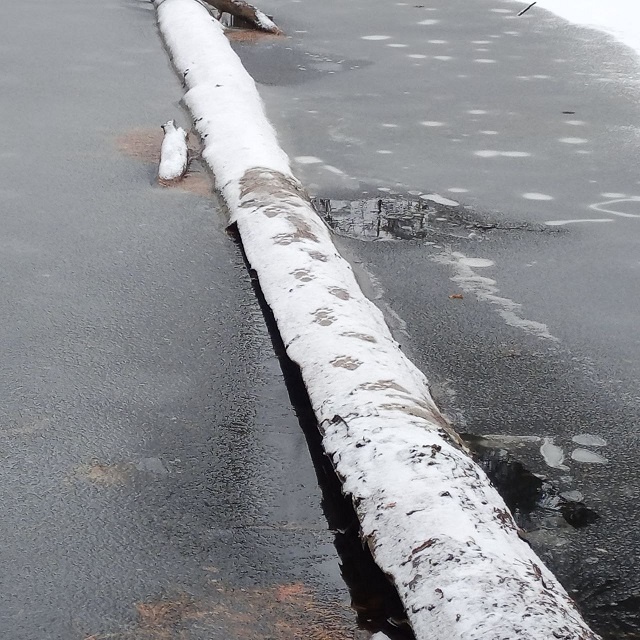 Следы выдры на озере Вишенское в Керженском заповеднике