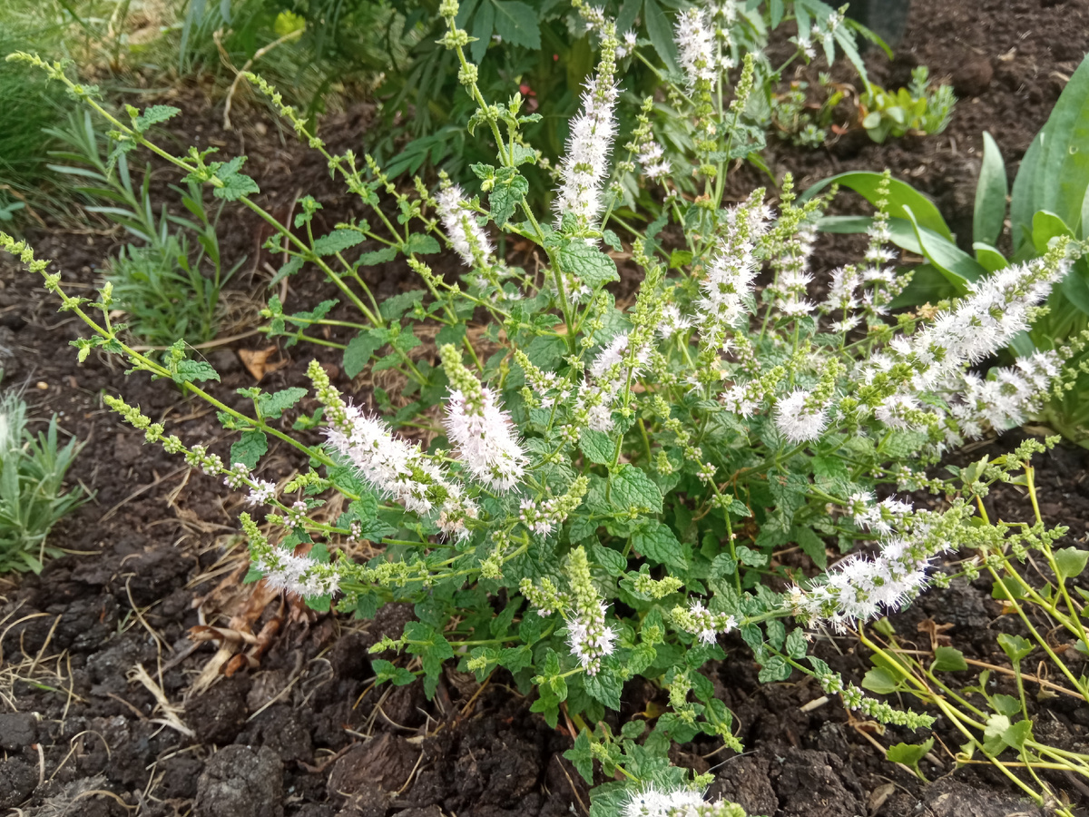 Земляничная мята, миниатюрная, но запах довольно слабый. Весьма декоративна.