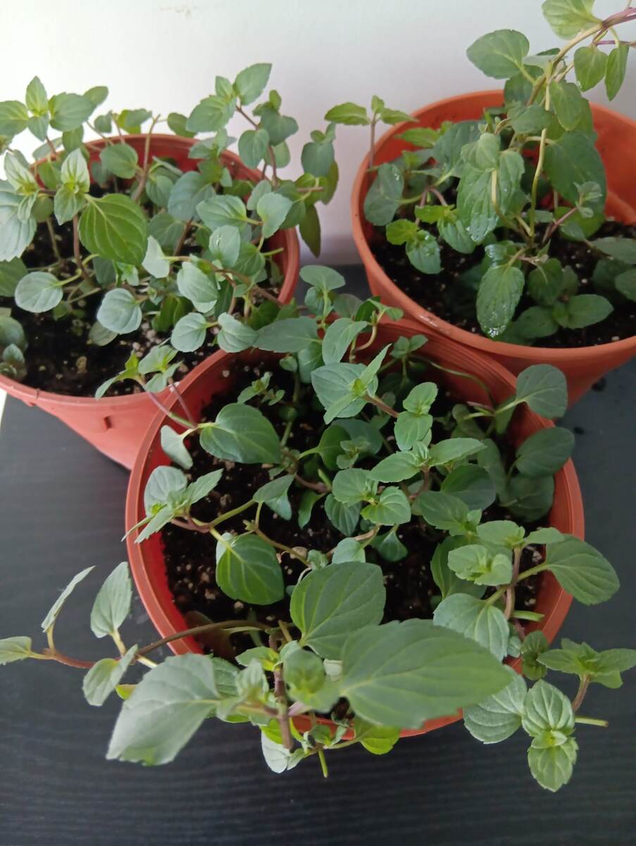 Мята Шоколадная на подоконнике выглядит иначе, чем в саду, но такая же ароматная