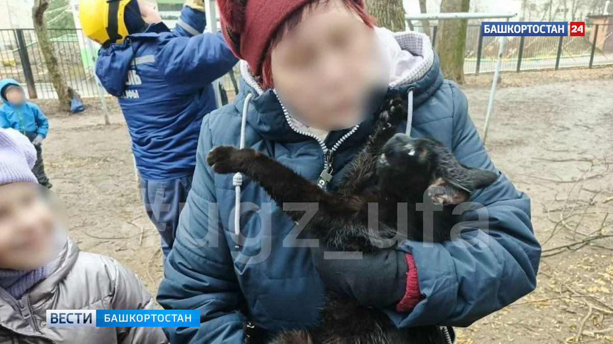    Спасли под аплодисменты: бабушкин кот трое суток просидел на дереве в Уфе