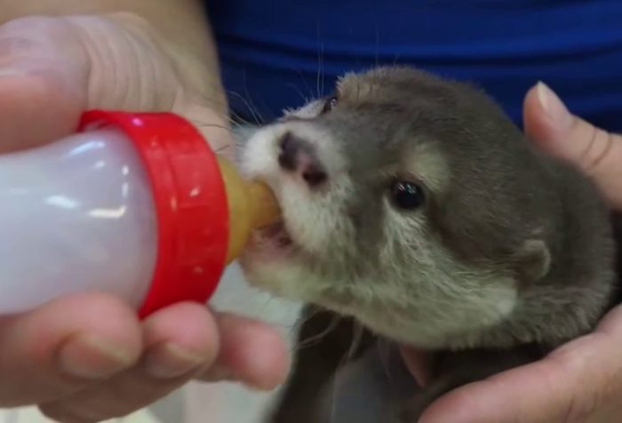 Фото телеграм-канала «Новосибирский зоопарк».