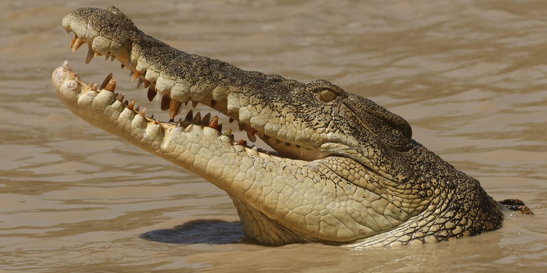 Из жизни крокодилов