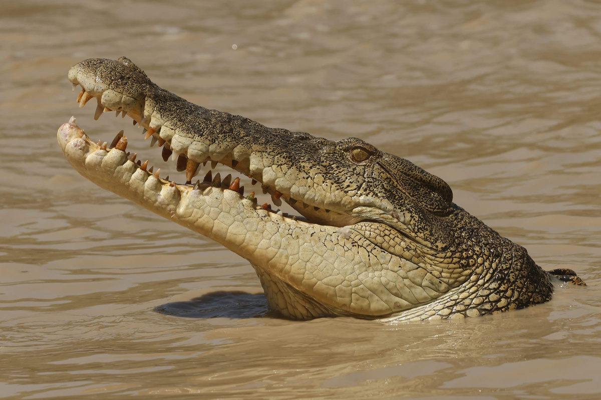 Морской крокодил