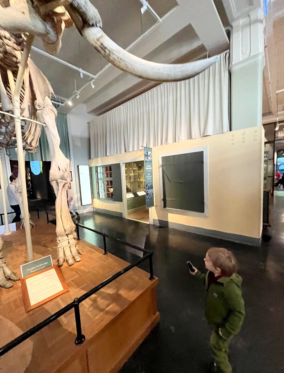 Ого! Это и есть мамонт!? 