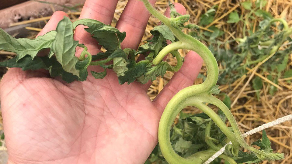 Несколько способов усмирить нематоды в теплице