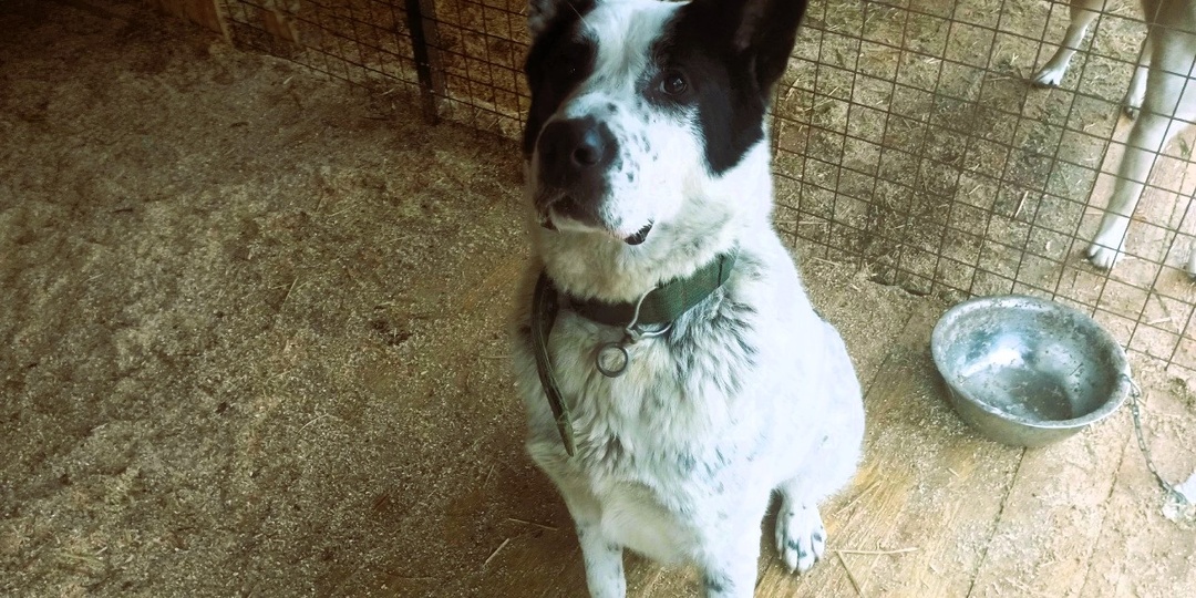 Если перенести День Стольника с 10.12 на 04.12, то приют - спасён