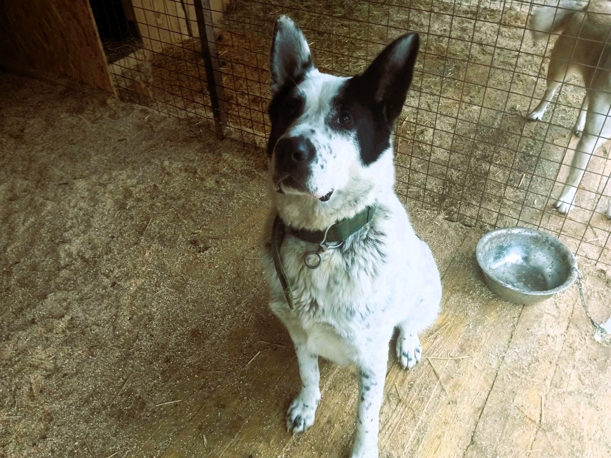 Мишка: "И не говорите, поесть - это я перввый!"