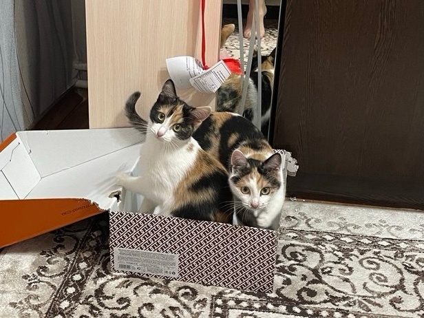 Долгожданное событие произошлою Ася и Буся нашли один дом на двоих