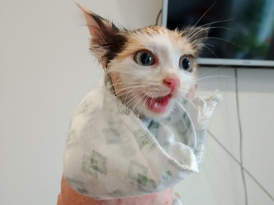 Первые часы на передержке Буся продолжает громка мяукать