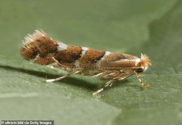 Cameraria ohridella