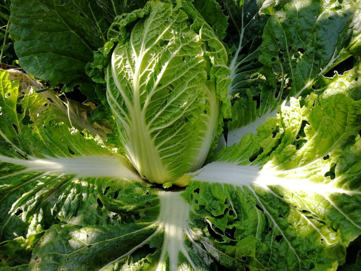 Пекинская капуста Ричи, фото автора