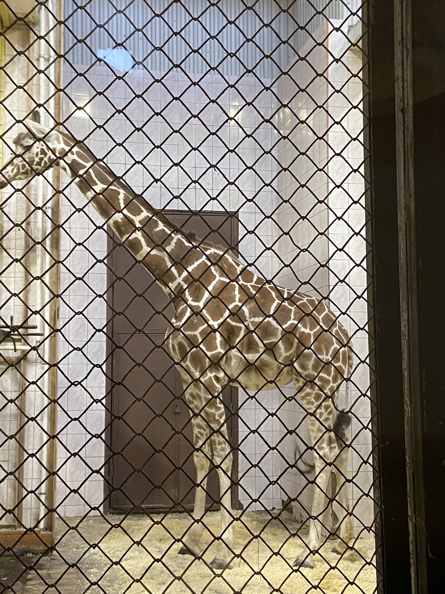 Я вот тоже жирафа увидела лишь недавно. Ленинградский зоопарк