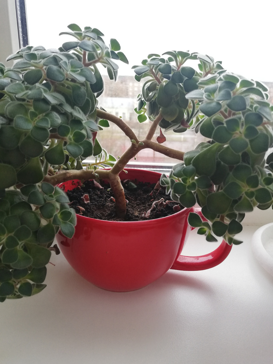 Дерево любви