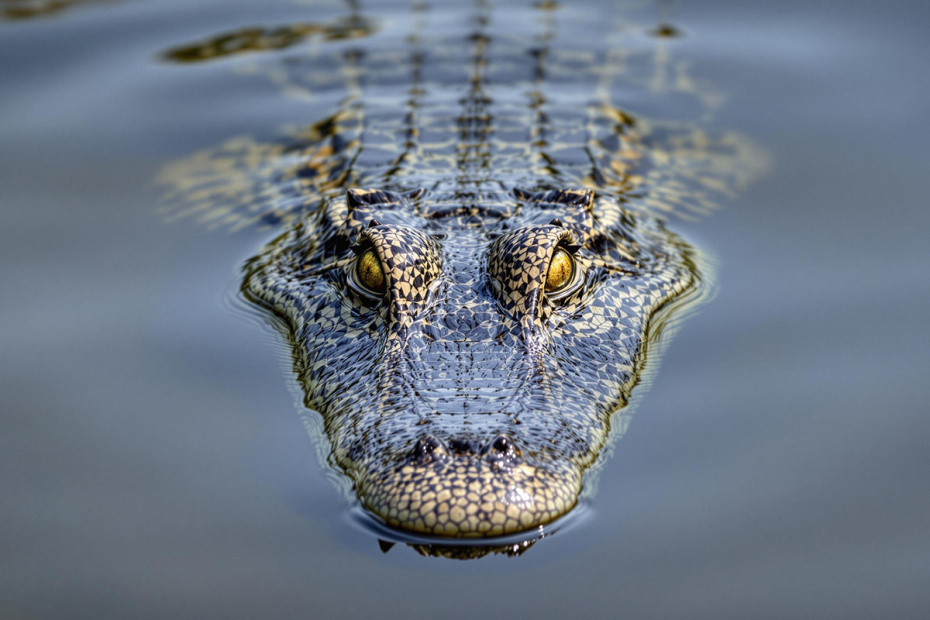    Shutterstock/FOTODOM