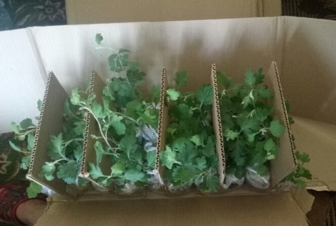    Вот такими малышками я их получила