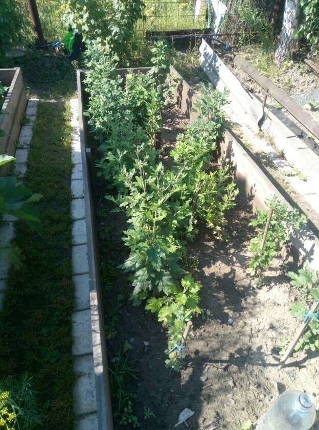    Хризантемная грядка