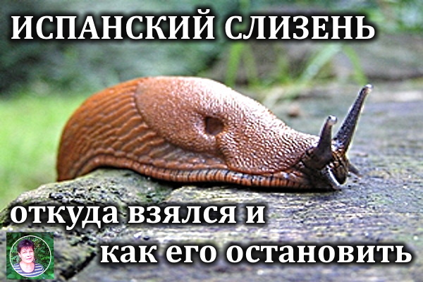 Испанский слизень в огороде: откуда взялся и как его остановить