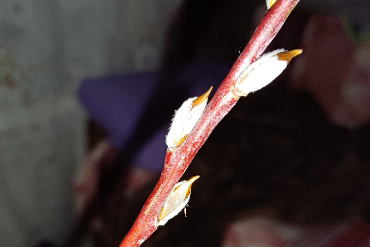    Фото и видео Людмилы Сорокиной