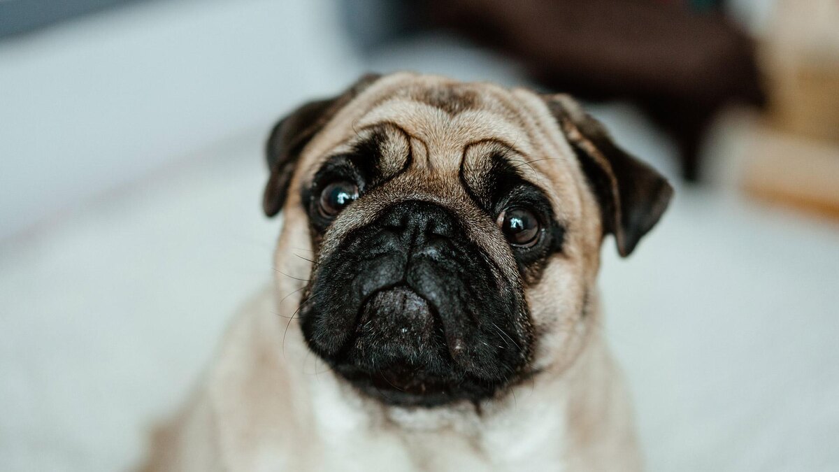 Shutterstock📷Мопс