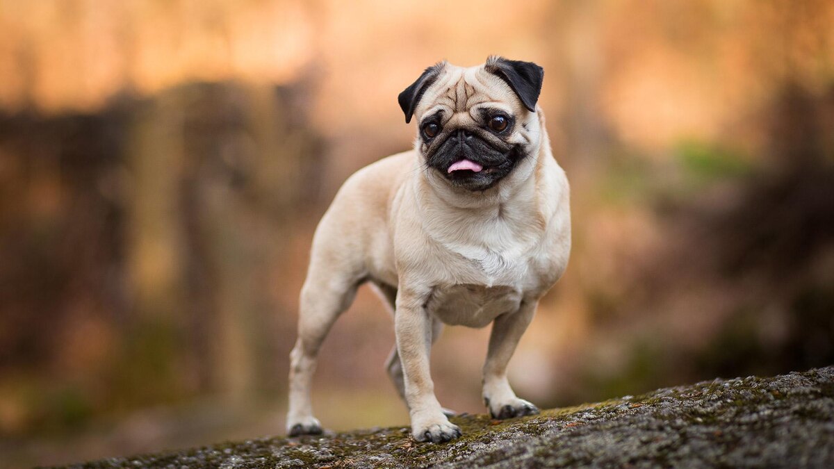 Shutterstock📷Мопс