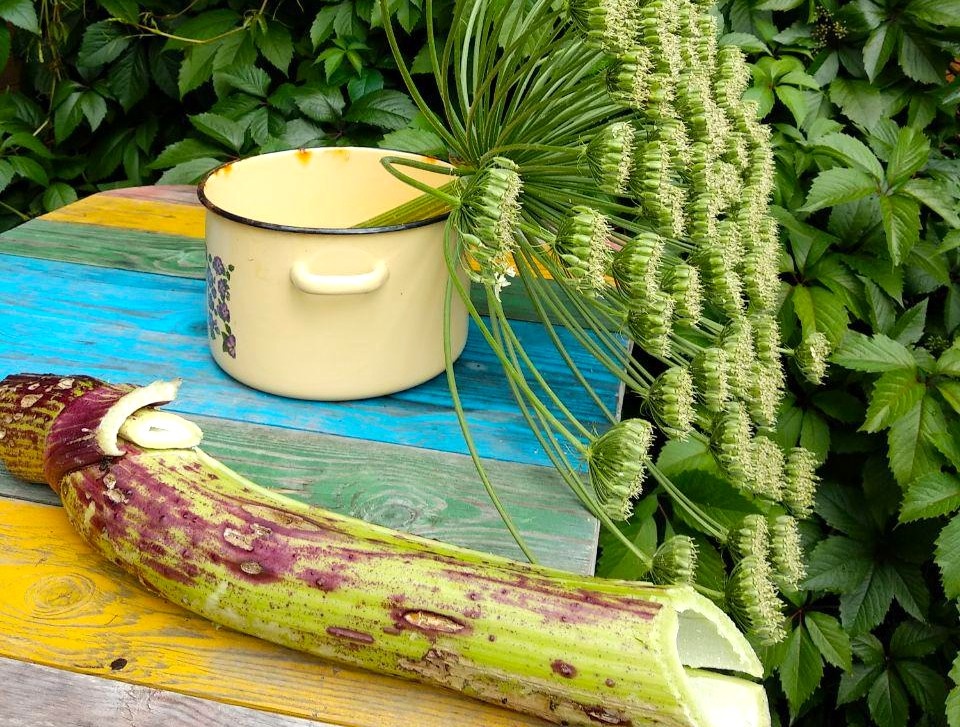 Вот такой борщевик вырос за забором. Из личного архива