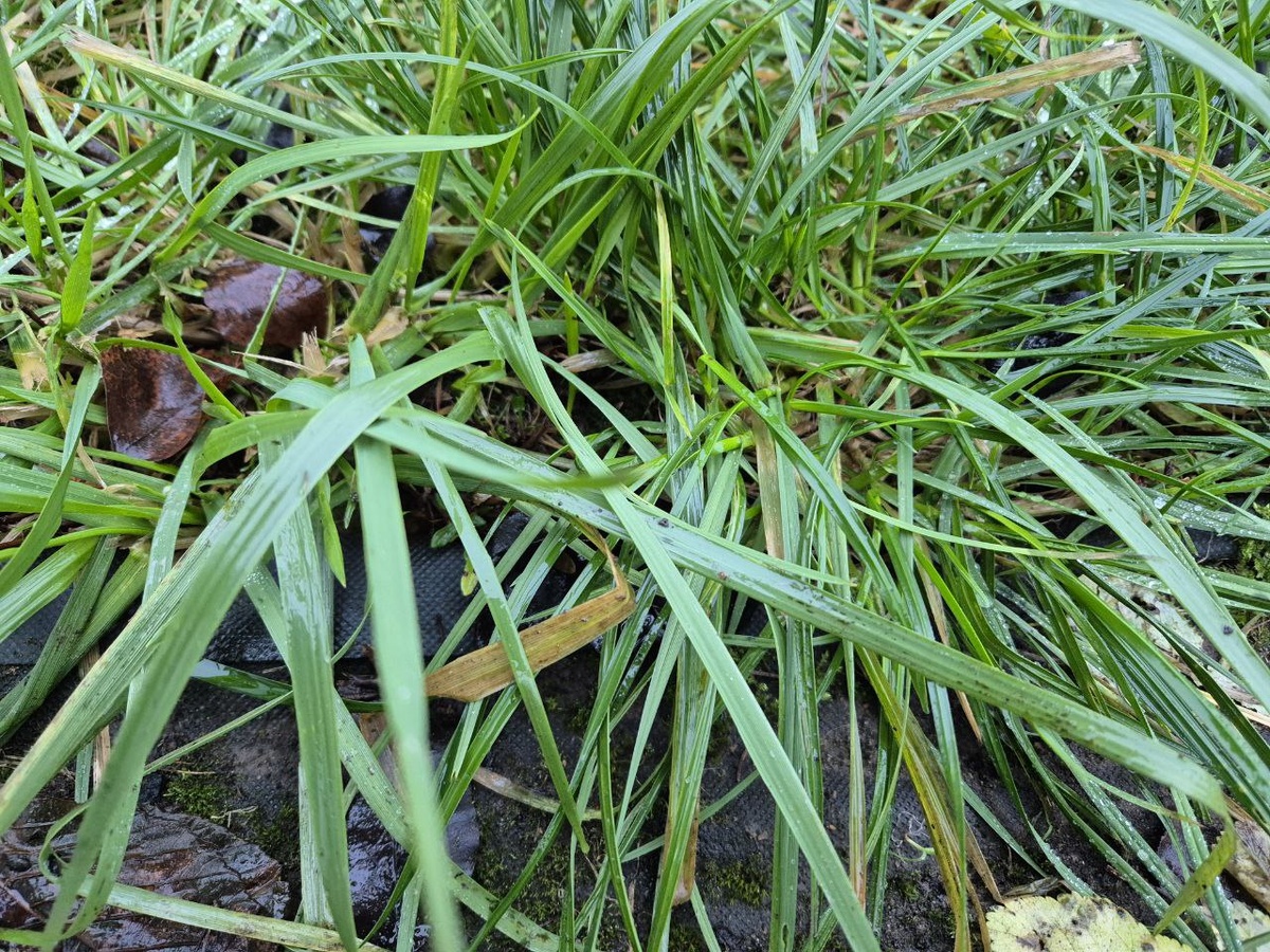 Пырей. Из личного архива