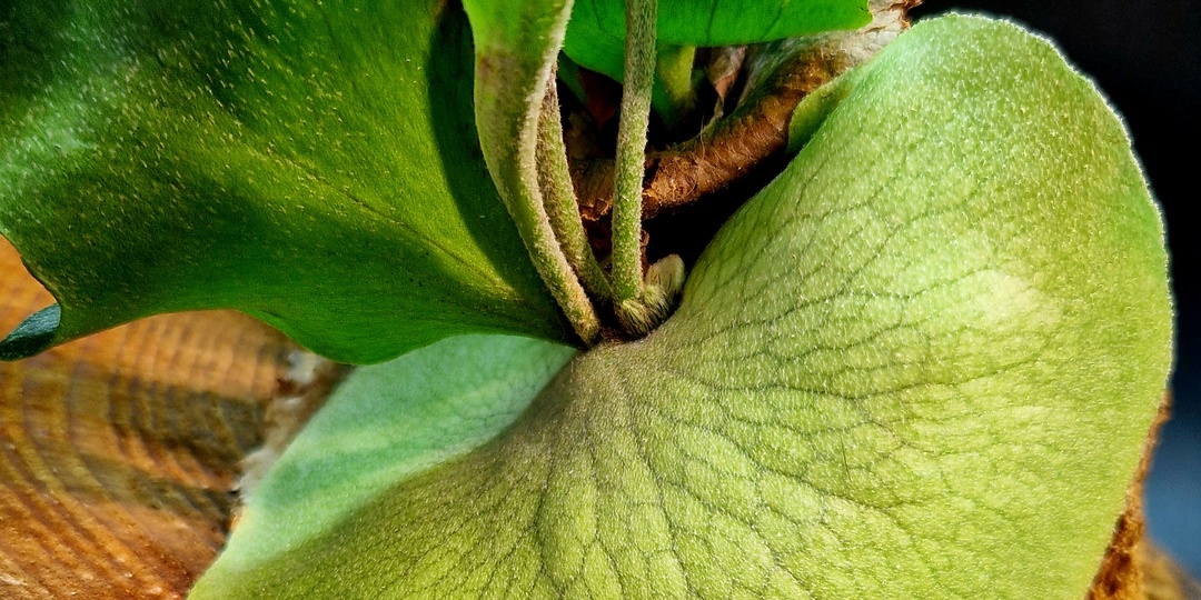 ПЛАТИЦЕРИУМ. Папоротник. Он же Оленьи рога, Плоскорог.