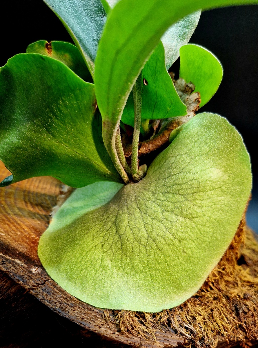 Платицериум Гранде/Platycerium Grande Платицериум большой/гигантский. Фото Татьяны Семёновой. 