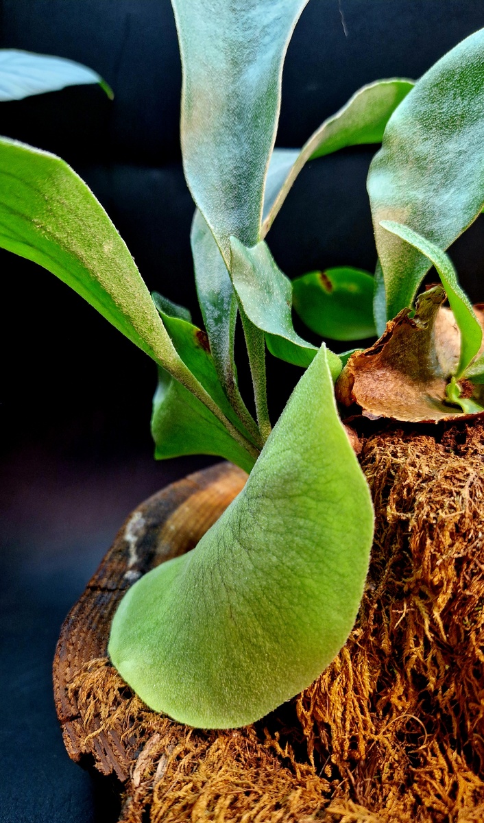 Платицериум Гранде/Platycerium Grande Платицериум большой/гигантский. Фото Татьяны Семёновой. 