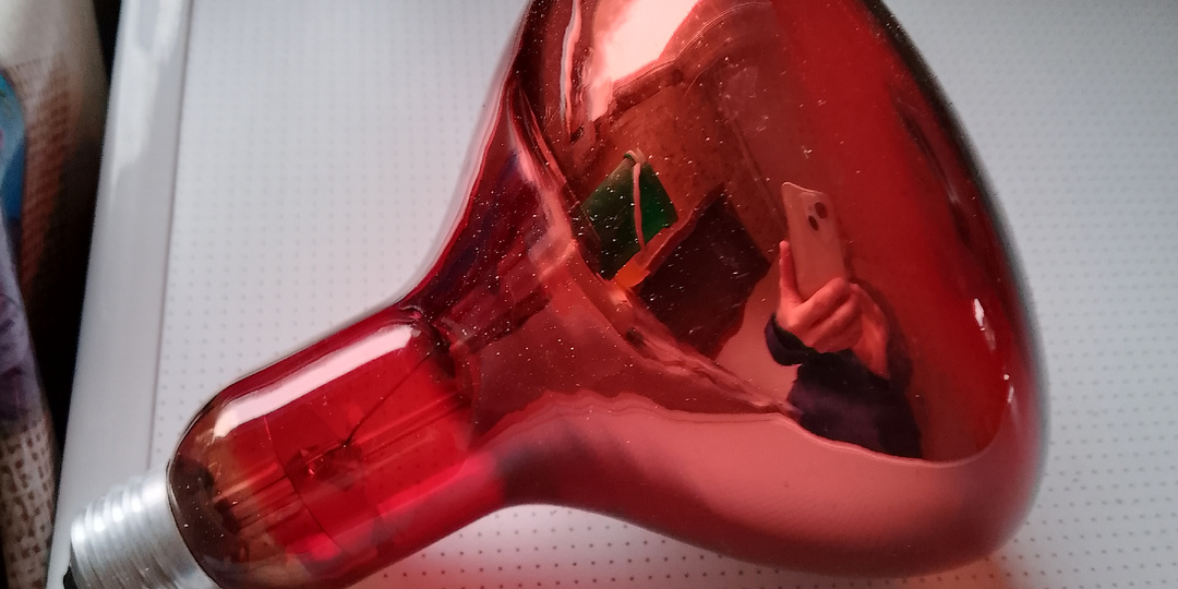 Как я содержу кур зимой.