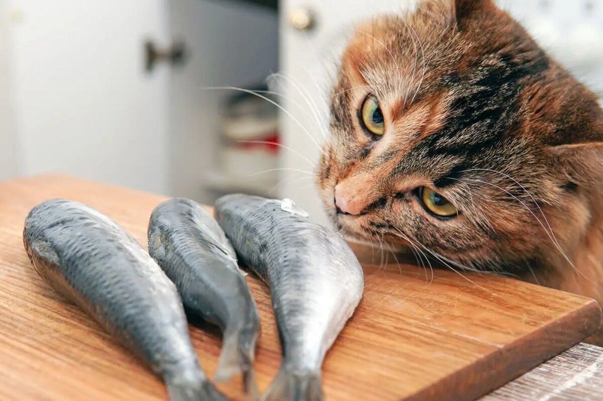    Для мурлык рыба, особенно жирных сортов, представляет собой настоящий взрыв ароматов /iStock