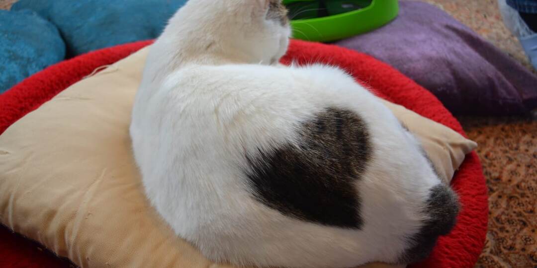 Котокафе нас очаровало