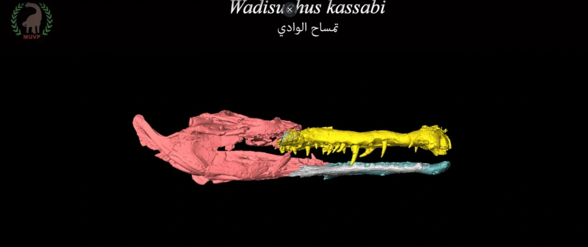    Компьютерная томография позволила определить ключевые особенности черепа Wadisuchus kassabi.