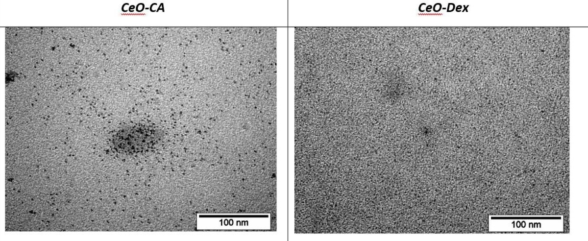 Суспензии наночастиц оксида церия, использованные для создания гидрогелей. Источник: Silina et al. / Biomedicines, 2025
