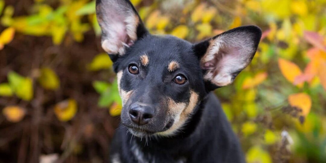 Кнопа: малышкой ее выбросили на остановке без еды и воды😢 Очень нужна любящая семья🙏